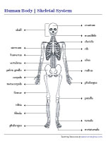 Skeletal System Chart