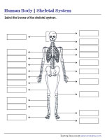 Labeling Parts of the Skeletal System