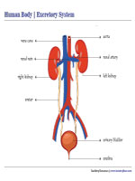 Excretory System Chart