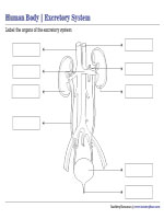 Labeling Parts of the Excretory System