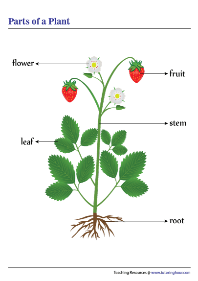 Parts of a Plant Chart