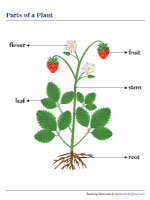 Parts of a Plant | Chart