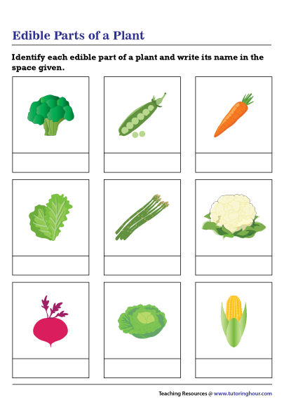 Edible Parts of a Plant