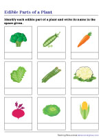 Identifying the Edible Parts of a Plant