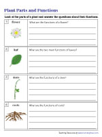 Plant Parts and Their Functions