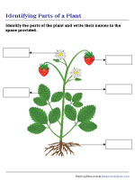 Labeling the Parts of a Plant