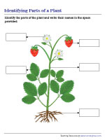 Labeling the Parts of a Plant