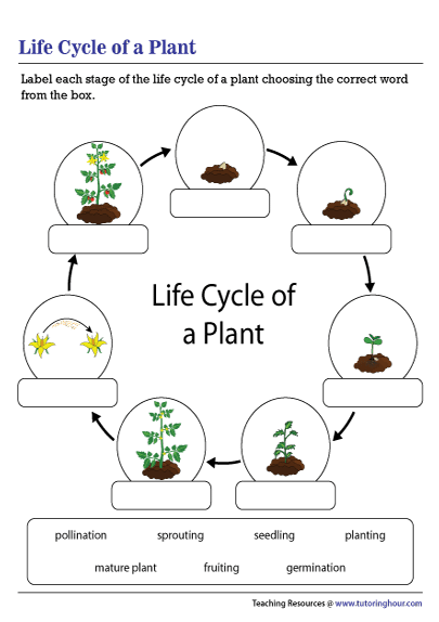 Life Cycle of a Plant