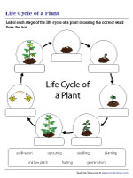 Labeling the Stages of the Life Cycle of a Plant