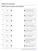 Matching Flower Parts to Their Definitions