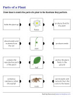 Matching the Parts of a Plant to Their Functions