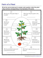 Functions of Plant Parts - Labeling the Diagram
