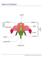 Parts of a Flower Chart