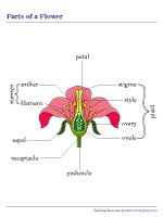 Labeling the Parts of a Flower