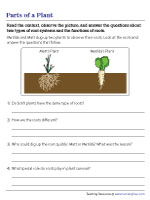 Types of Root Systems and Their Functions