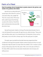 Transpiration in Leaves