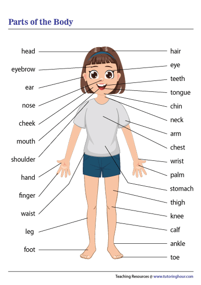 Parts Of The Body Chart