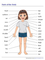 Parts of the Body Chart