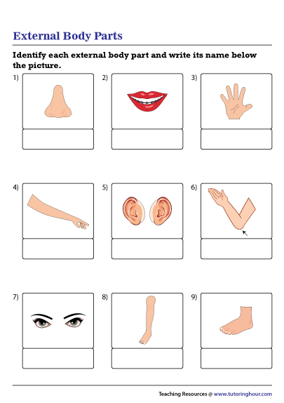 External Body Parts
