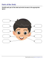 Labeling Parts of the Head