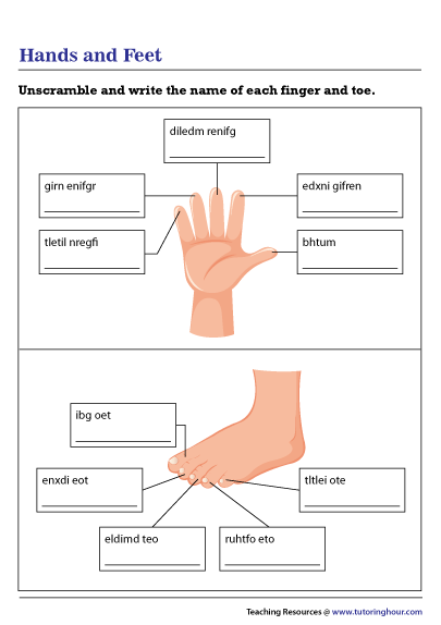 Hands and Feet