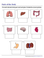 Identifying Internal Body Parts - Cut and Glue