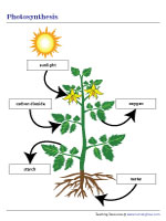 Photosynthesis Chart