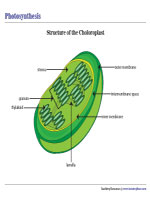 Parts of Chloroplast Chart