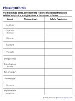 Comparing Photosynthesis and Cellular Respiration