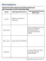 Completing a Table about Photosynthesis Reactions