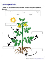 Labeling Photosynthesis Diagram