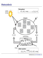 Photosynthesis and Cellular Respiration Chart