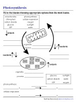 Photosynthesis vs Cellular Respiration