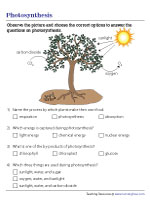 Process of Photosynthesis - MCQs