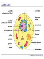 Animal Cell Diagram