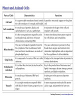 Plant and Animal Cell Chart