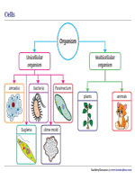 Unicellular and Multicellular Organisms Chart