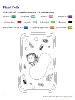 Coloring Parts of a Plant Cell