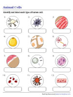 Identifying Types of Human Cells