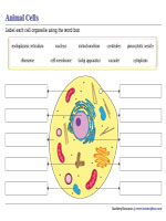 Labeling an Animal Cell