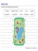 Labeling a Plant Cell