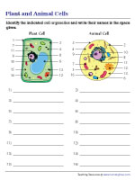 Naming Cell Organelles