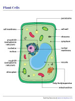 Plant Cell Diagram