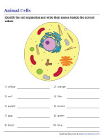 Recognizing Parts of an Animal Cell
