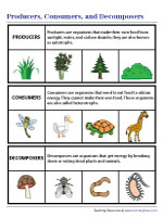 Producers, Consumers, and Decomposers | Chart