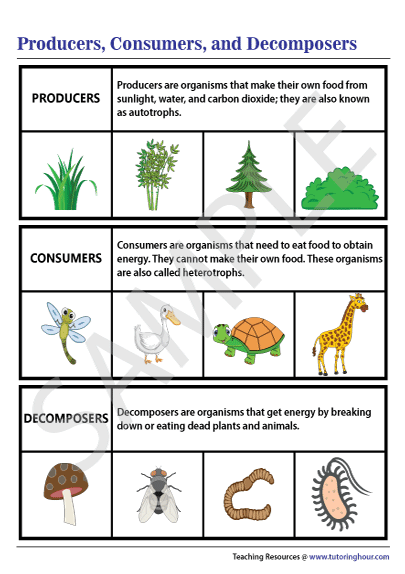 Producers, Consumers, and Decomposers Chart