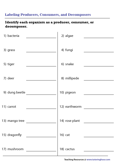 Labeling Producers, Consumers, and Decomposers