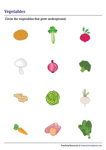Underground Vegetables
