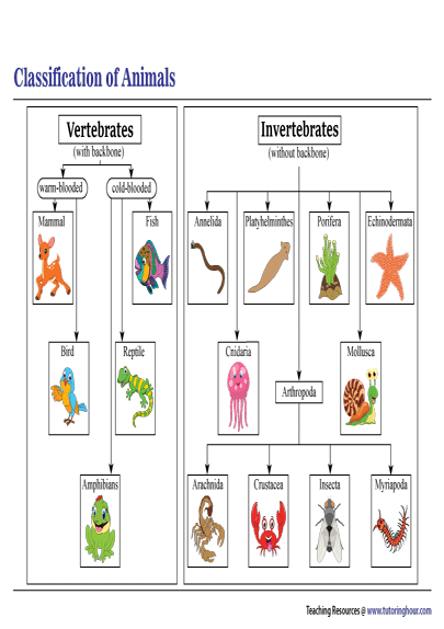 invertebrates and vertebrates chart