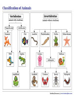 Classification of Animals Chart